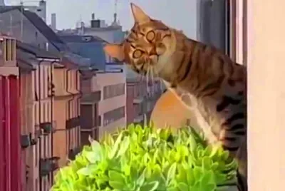 gato