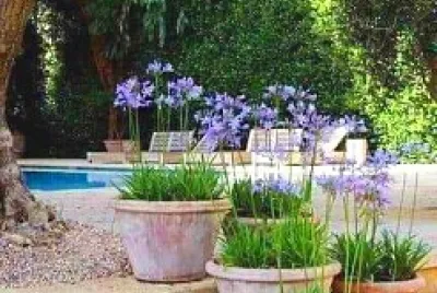 jardin
