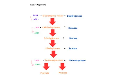 glicolise fase 2