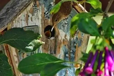 pajarera