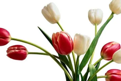 fiori
