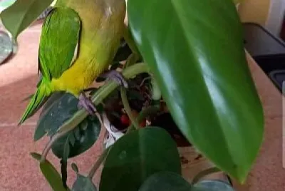 פאזל של animales