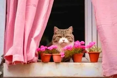gato