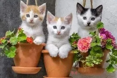 gato