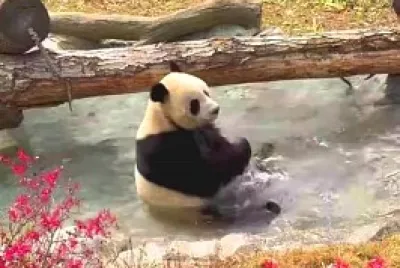 animales
