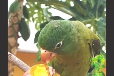 פאזל של animales