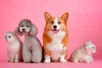 animales
