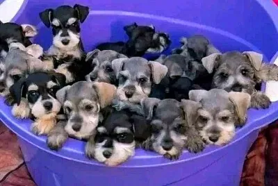 perro