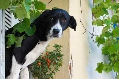perro