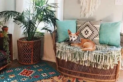 perro