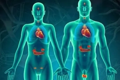 פאזל של Son mensajeros químicos del cuerpo