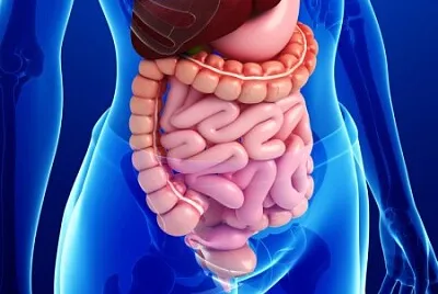 פאזל של Son organos importantes para digerir los alimentos