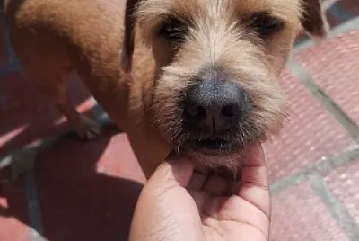 reinado
