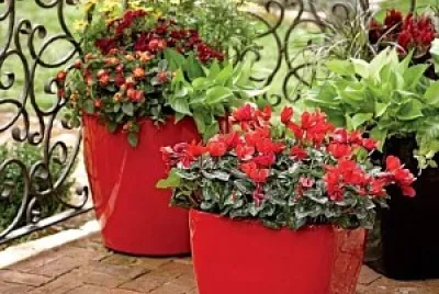 flores