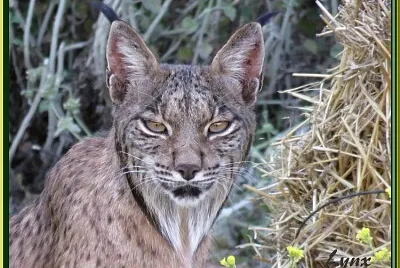 Lynx