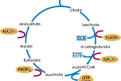 Ciclo de Krebs
