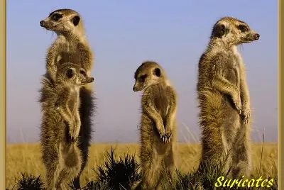 Suricates