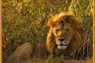 Lion couché
