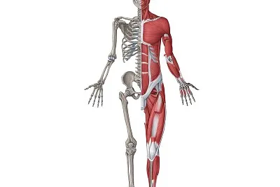 Musculoesquelético