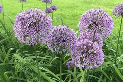 Alliums at Buscot Park