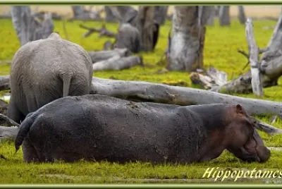 Hippopotames