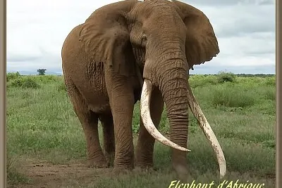 Elephant d 'Afrique