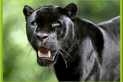 Panthère noir
