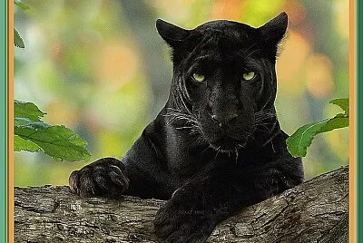 Panthère noire