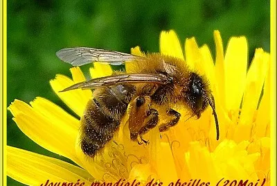 Abeille