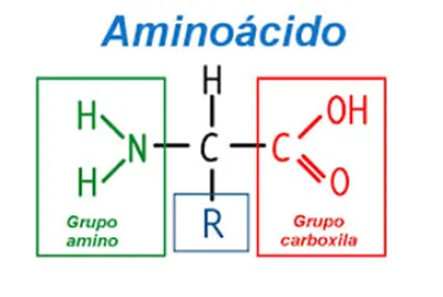 moléculas de proteinas