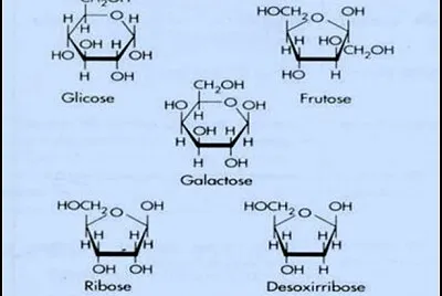 carboidratos