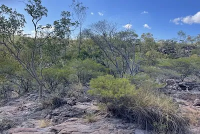 Bushland