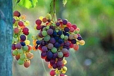alimentos
