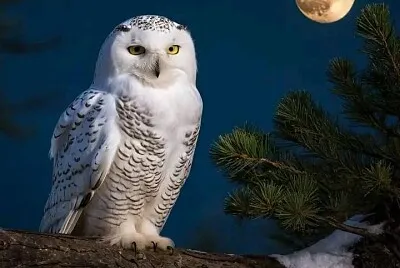 פאזל של imagem