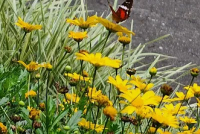 EN UNA LINDA MAÑANA...