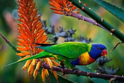 Lorikeet jigsaw puzzle