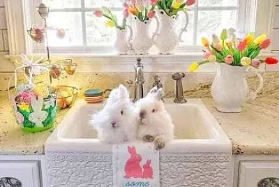 animales
