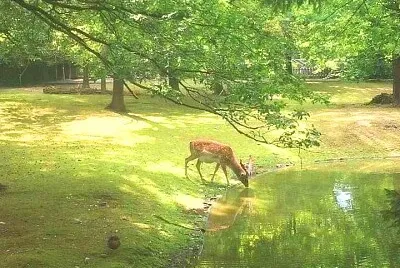animales
