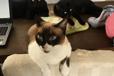Gatos jigsaw puzzle