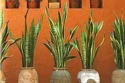 jardin jigsaw puzzle
