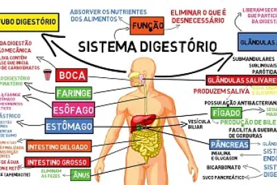 Sistema Digestório jigsaw puzzle