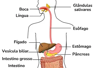 Sistema Digestório jigsaw puzzle