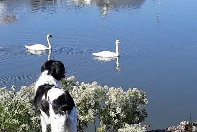 Sentier Littoral Le Teich