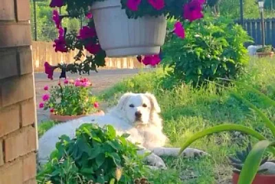 perro