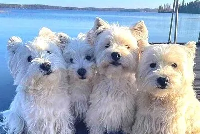 פאזל של perro
