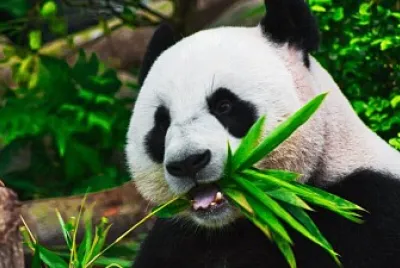 PANDA