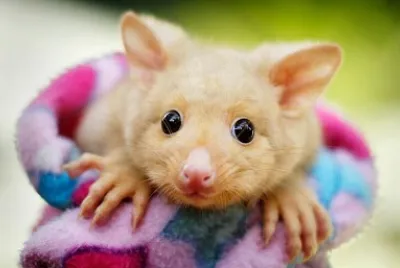 Bebe possum jigsaw puzzle