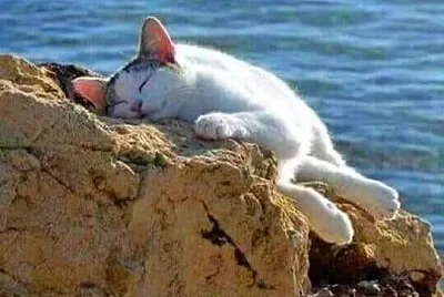 gato