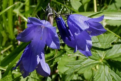 Wiesen Glockenblume