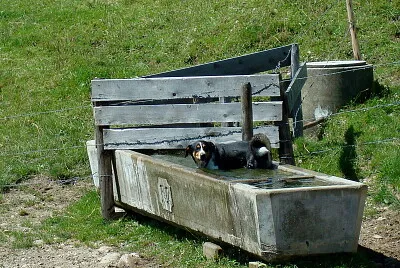 Bad auf der Alp jigsaw puzzle